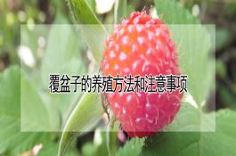 玉米三大病害特征及防治措施