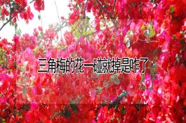 特种玉米栽培6要点