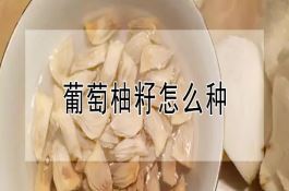 海水灌溉美味番茄技术在宁甘新滇推广