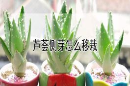 玉米单株密植栽培施肥技术