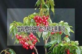 玉米锈病主要症状及综合防治技术