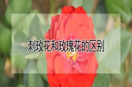 冬小麦制种（施肥要做好）
