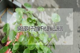 京玉7号（玉米）