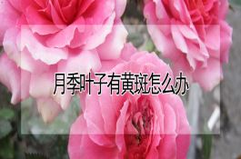 蔬菜――食荚豌豆 蔬菜――食荚豌豆