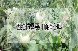 西红柿需要打顶摘心吗 西红柿需要打顶摘心吗