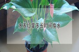 水稻根结线虫病有哪些症状？识别要点与防治方法