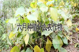黄瓜种子如何催芽