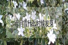 夏季黄瓜细菌性角斑病的防治措施