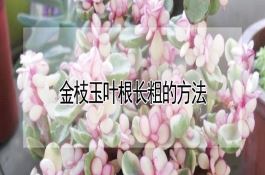 今年早稻生产技术