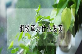 棉花生育期追肥妙招