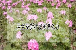 天竺葵新叶发黄怎么办 天竺葵新叶发黄怎么办