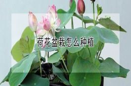 咋减少“水玉米”? 咋减少“水玉米”?