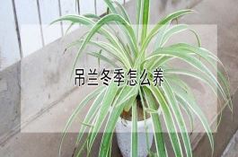 水稻施钾用氯化钾好