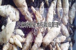 国审小麦新品种--晋春15号