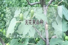 无花果品种 无花果品种