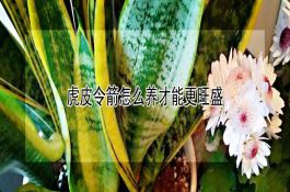 花生整粒取油新技术