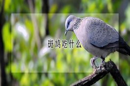 斑鸠吃什么 斑鸠吃什么
