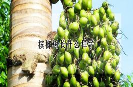 北京玉米雨养旱作节水主推是什么？品种特点与栽培要点