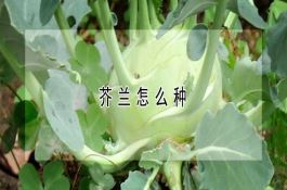 芥兰怎么种？播种时间、播种育苗等要点
