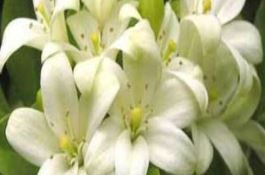 曲靖市麒麟区稻飞虱防治有成效