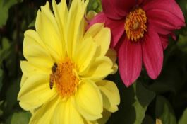 春花生防治病虫害