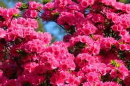 小麦线条花叶病为什么叫拐节病？