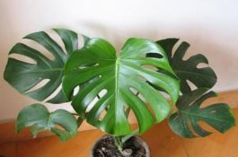 龟背竹去甲醛吗（净化甲醛能力值排行首位(吸毒最强)）