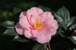 绥江县种子站杂交玉米简介－－草墨