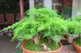 文竹冬天怎么养（五个基本步骤教你安然过冬）