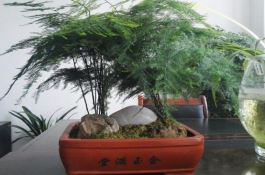 文竹水浇多了怎么办（疏松土壤、增加光照）