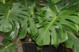 误食龟背竹叶子怎么办（第一时间去医院积极治疗(中毒较深)）