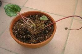 仙客来的球茎怎么保存（最重要就是注意温度变化(降温处理)）