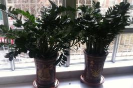 玉米穗的贮藏方法