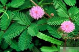 杂交玉米栽培技术