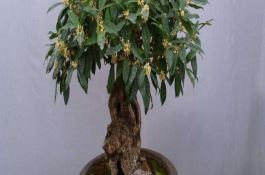 花生甜玉米营养乳的加工工艺