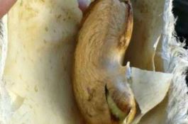 保山市隆阳区当前水稻、玉米病虫防治建议