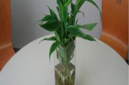 水培富贵竹叶子发黄怎么救（详解）