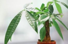 小麦三优三防抗逆高产栽培技术