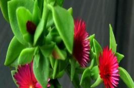 水稻新品种“Ⅱ优１２８”