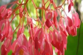 小麦土传花叶病毒病