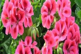 玉米田化学除草技术要点