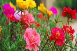 小麦条锈病发生状况和防治