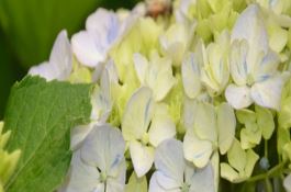 小麦药害及防治