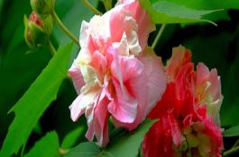 辣椒新品种(曹州红1号) 辣椒新品种(曹州红1号)