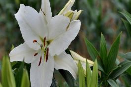 麦田冬季死苗分析及防治