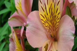 玉米种越夏咋贮藏