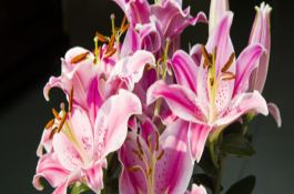 玉米田除草剂的选择与使用