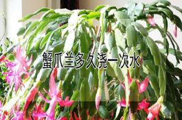 水稻纵卷叶螟防治？