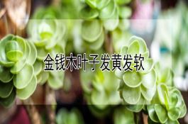 黑糯3号（糯玉米）