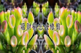 超级稻沈农9741晚育晚插高产栽培技术